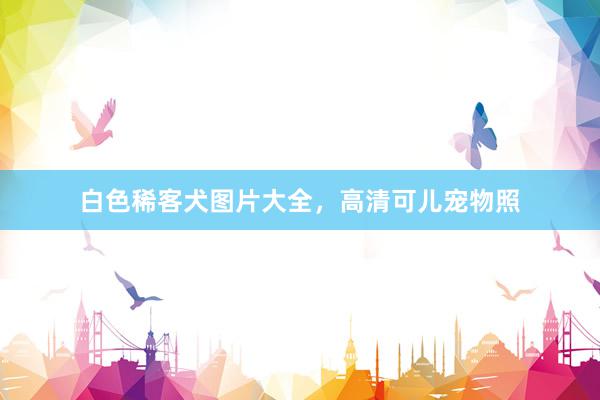 白色稀客犬图片大全,高清可儿宠物照